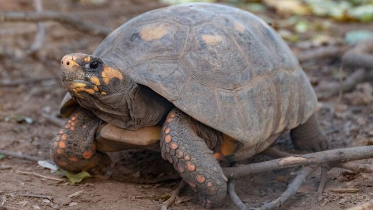 El Parque Nacional El Impenetrable recibió a 40 ejemplares de la tortuga yabotí, en peligro de extinción
