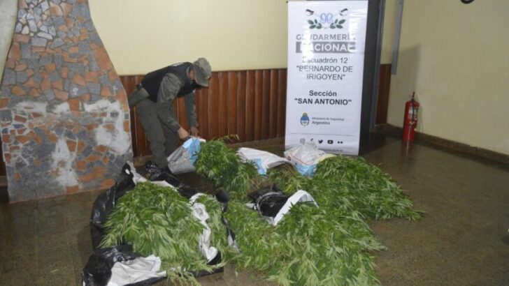 Misiones: Gendarmería secuestró 1.200 plantas de marihuana
