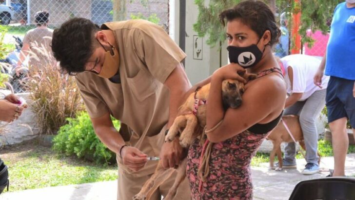 Bromatología en tu barrio: exitosos operativos de vacunación y castración de mascotas en Barranqueras