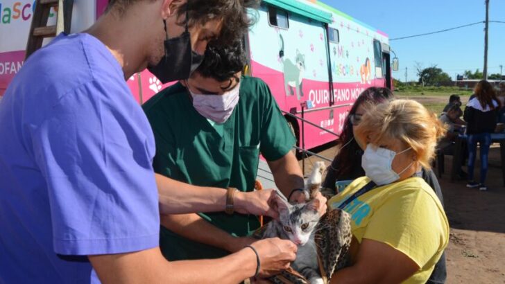 Resistencia: comenzó la castración gratuita de perros y gatos en el barrio El Timbó