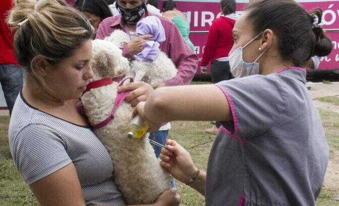 Resistencia: el Municipio realizará castraciones de mascotas en su quirófano móvil hasta este viernes en el barrio Mujeres Argentinas