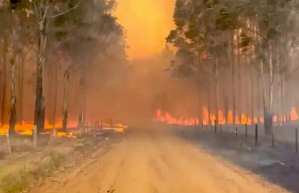 Incendios forestales: cuatro provincias continúan con focos activos