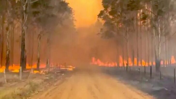 Incendios forestales: cuatro provincias continúan con focos activos