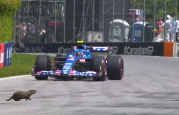 GP de Canadá: una marmota en pista asustó a Carlos Sainz y Fernando Alonso 2