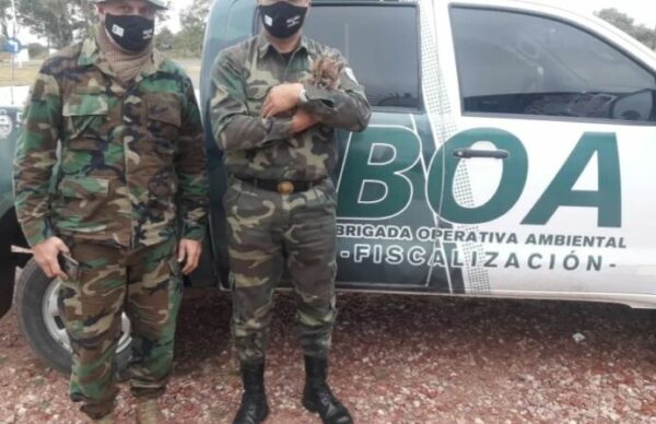 La BOA realizó operativos de control y fiscalización y secuestró especies de quirquinchos transportados de manera ilegal 1