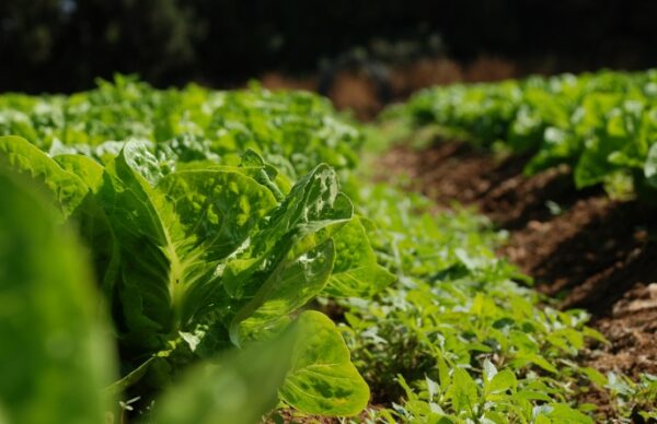 Producción agroalimentaria ecológica: aplicarán un programa de promoción de sistemas resilientes y sostenibles 1