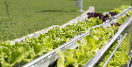 Producción agroalimentaria ecológica: aplicarán un programa de promoción de sistemas resilientes y sostenibles