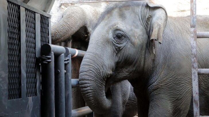 Falleció la elefanta Pocha en un santuario de Brasil