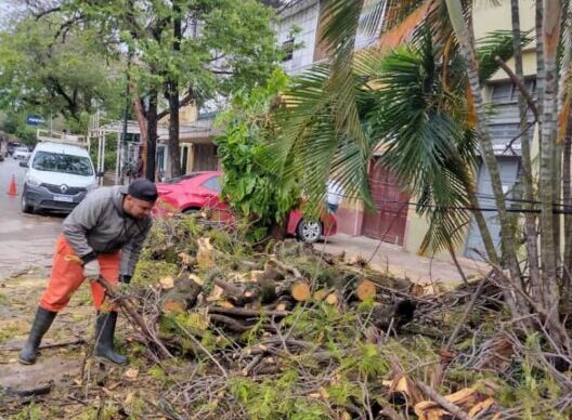 Resistencia: tras el temporal, que generó vientos de más de 80 kilómetros por hora, empleados municipales despejaron árboles y ramas caídas 3