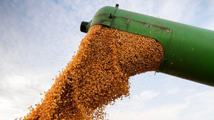 El precio de la soja cae más de 10% en último mes y medio
