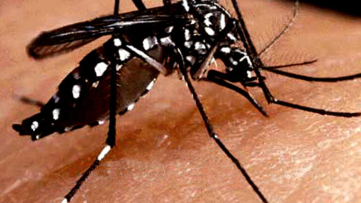 Salud Pública informó sobre un caso sospechoso de chikungunya no autóctono