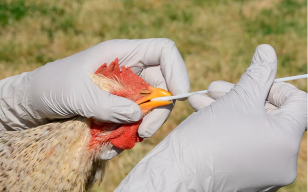 Gripe aviar: nuevos casos encienden alarmas en Córdoba, Salta y Entre Ríos