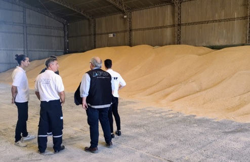 AFIP evitó exportación fraudulenta de maíz partido