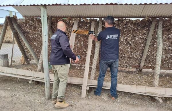 Mendoza: AFIP incautó 75 toneladas de ajo I