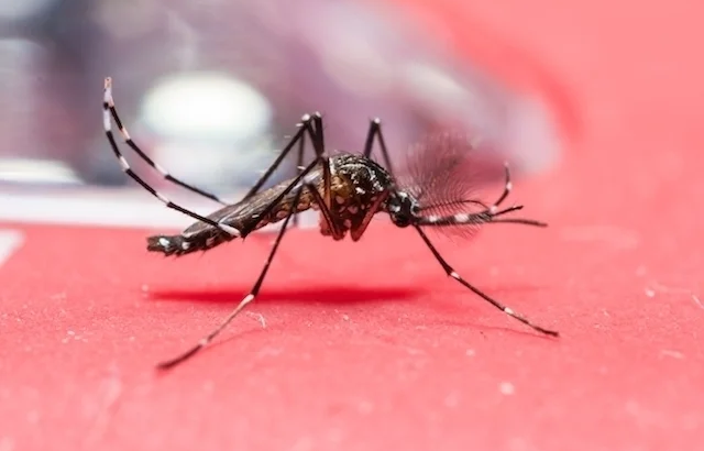 Parte epidemiológico: se sumaron 36 nuevos casos de Dengue