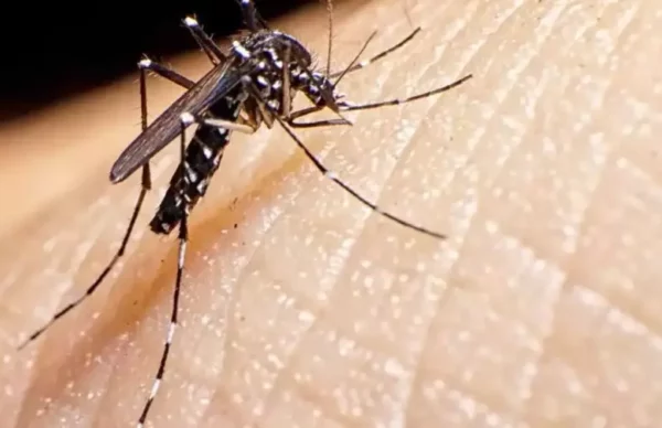 Salud Pública: 837 casos positivos de Dengue 1