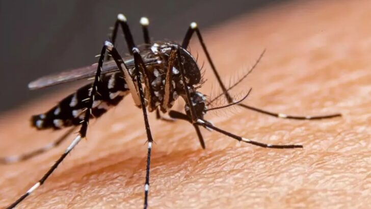 Salud Pública informó 2.593 casos positivos de Dengue