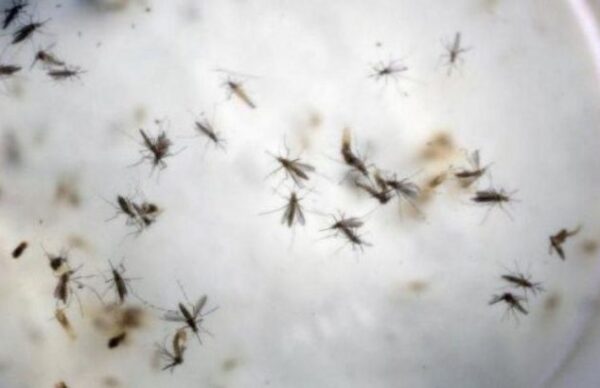 Salud pública informó un nuevo parte epidemiológico de Dengue