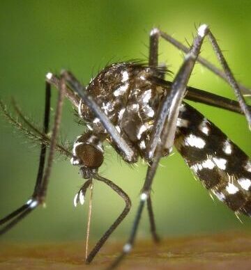 Salud Pública informó 3026 casos positivos de Dengue 2