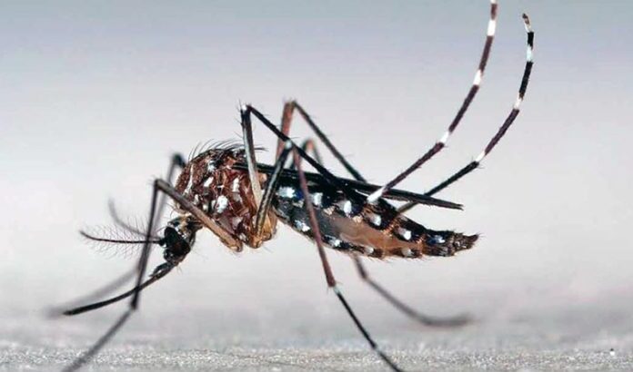 Salud Pública informó 2811 casos positivos de dengue