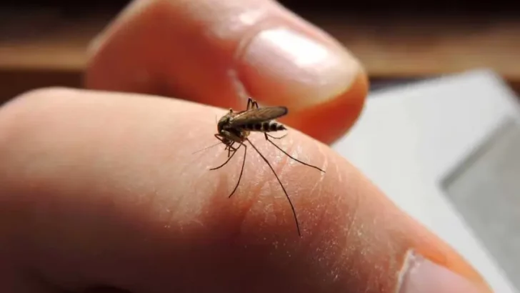 Dengue en Chaco: son casi 6 mil los casos de dengue desde que comenzó 2023