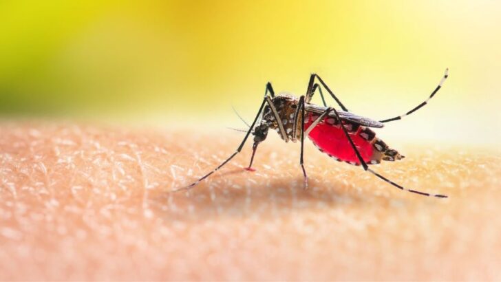 Salud Pública informó 6.348 casos positivos de Dengue