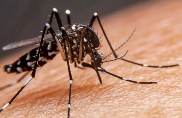 Salud Pública reportó 4455 casos positivos de Dengue