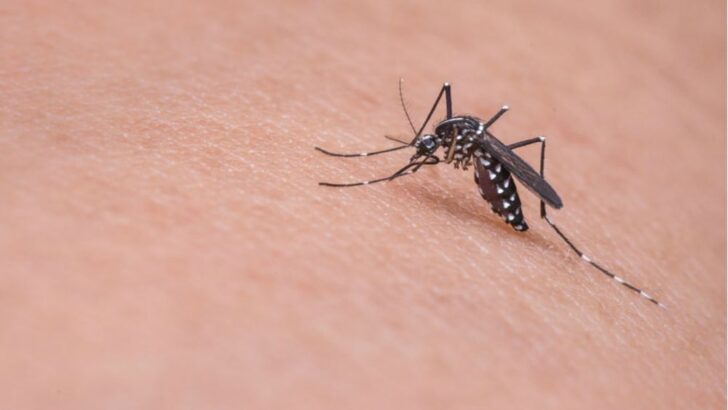 Salud Pública reportó 5.719 casos positivos de Dengue