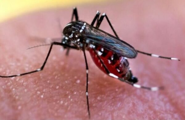 Salud Pública reporto 5086 casos positivos de Dengue 1