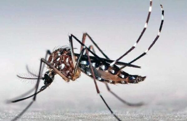 Salud Pública informó 7705 casos positivos de Dengue