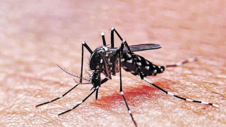 Salud Pública reportó 6.868 casos positivos de Dengue