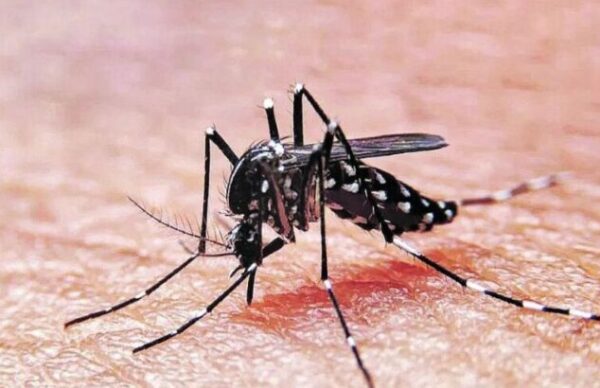 Salud Pública reportó 8.050 casos positivos de Dengue
