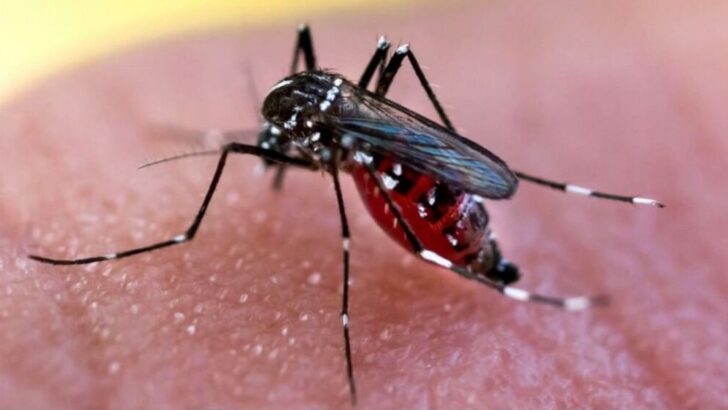 Salud Pública reportó 10.145 casos positivos de Dengue