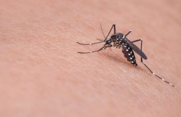 Salud Pública reportó 11.403 casos positivos de Dengue