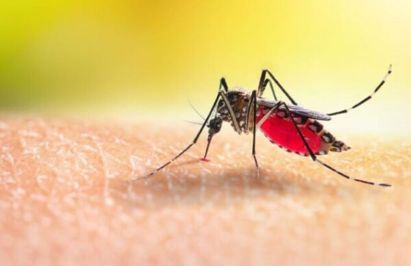 Salud Pública reportó 12.175 casos positivos de Dengue 1