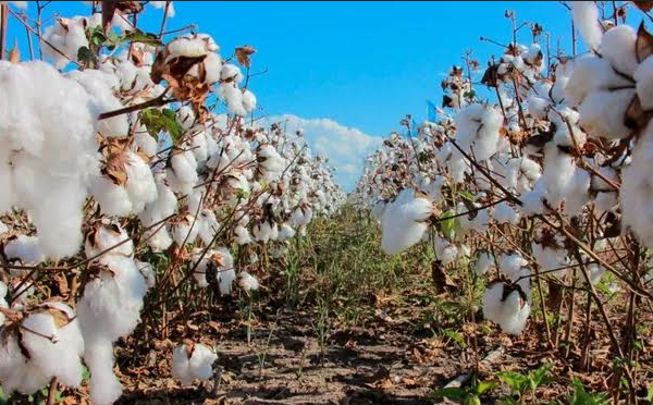 El Ministerio de Producción diagramó el esquema de distribución de semillas de algodón para la actual campaña