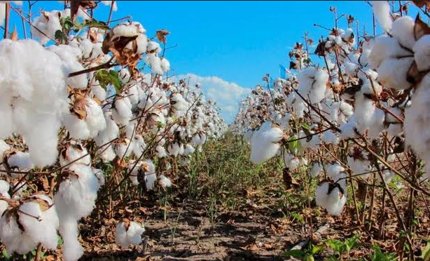 El Ministerio de Producción diagramó el esquema de distribución de semillas de algodón