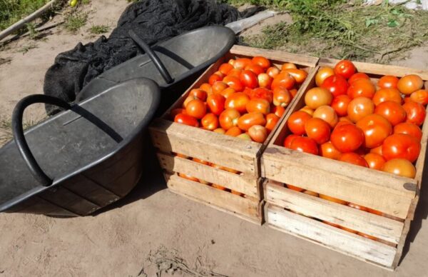El Senasa capacitó sobre el virus rugoso del tomate en Chaco 1