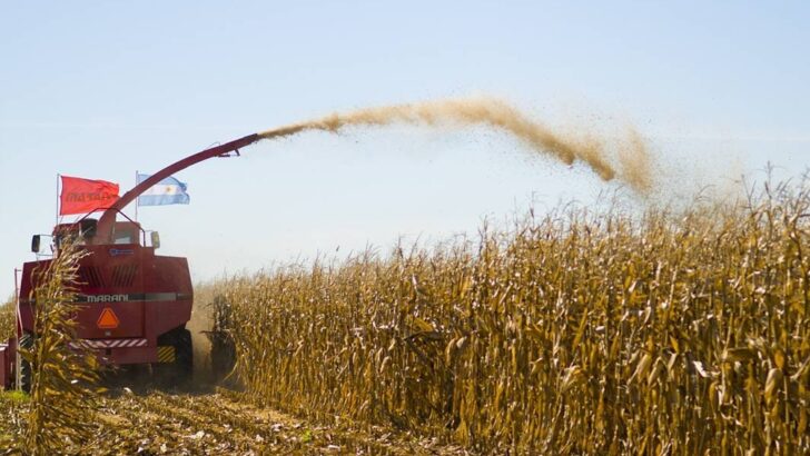 Caen hasta un 8% los precios de la soja y el maíz