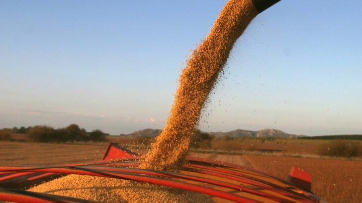 Ola de calor: se perderán entre 20% y 30% de los cultivos de soja